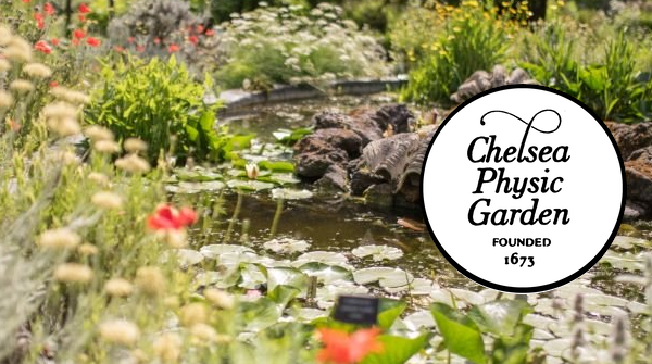 Chelsea Physic Garden – reopening during COVID-19